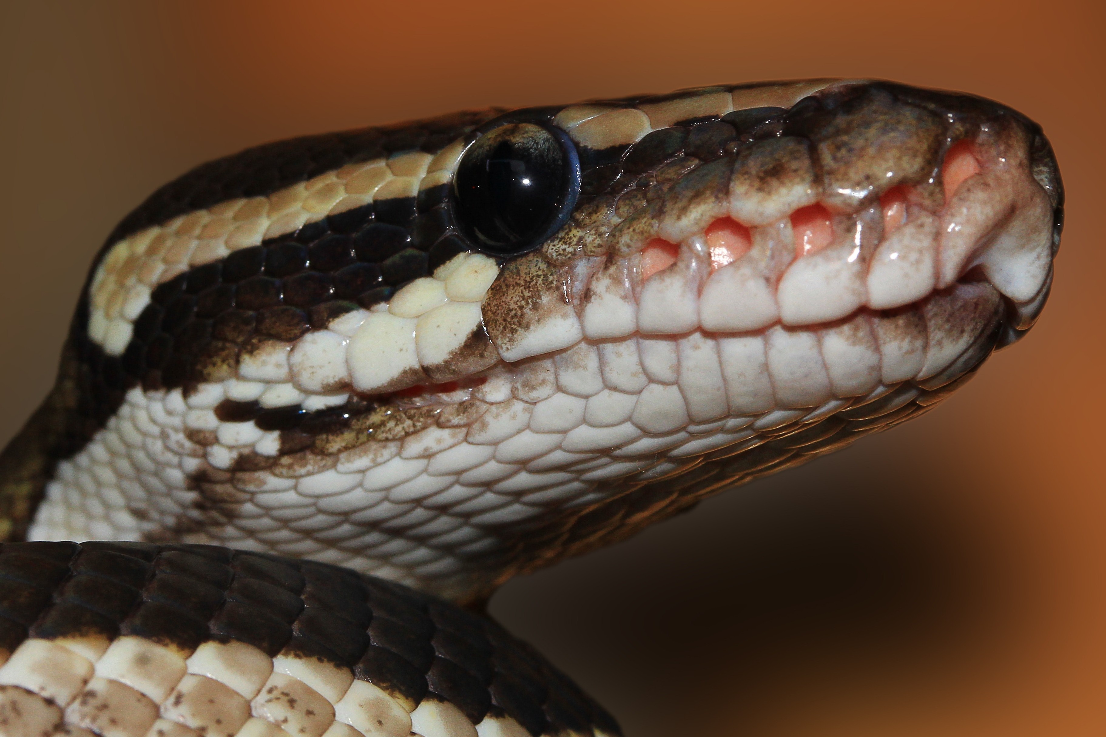Head python